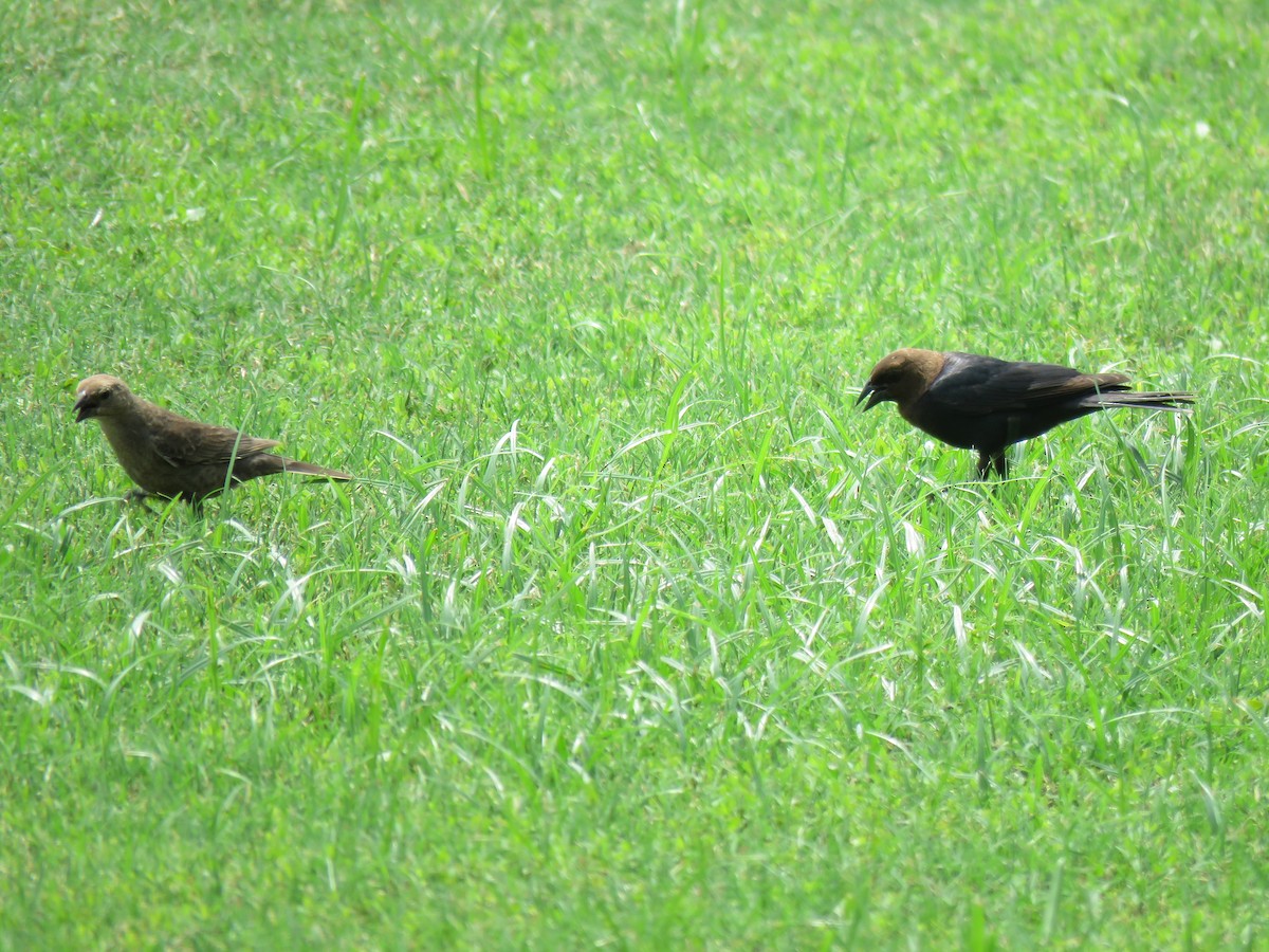 Brown-headed Cowbird - Mike Major