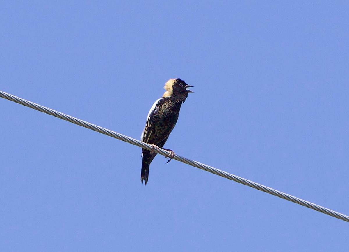 Bobolink - Robert Bruss