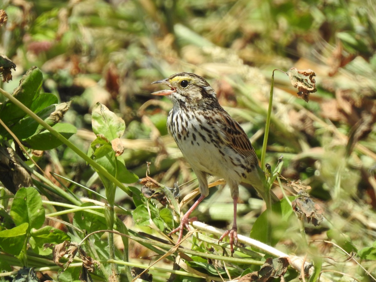 Savannah Sparrow - Barbara Clise