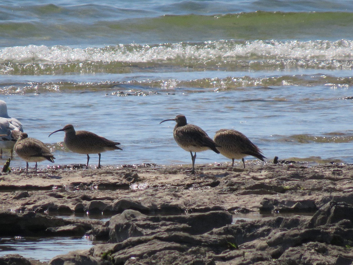 Whimbrel - Mike Vandyk