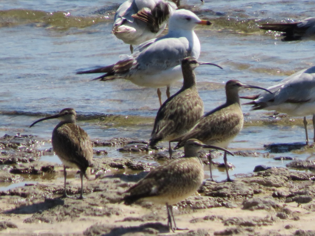 Whimbrel - Mike Vandyk