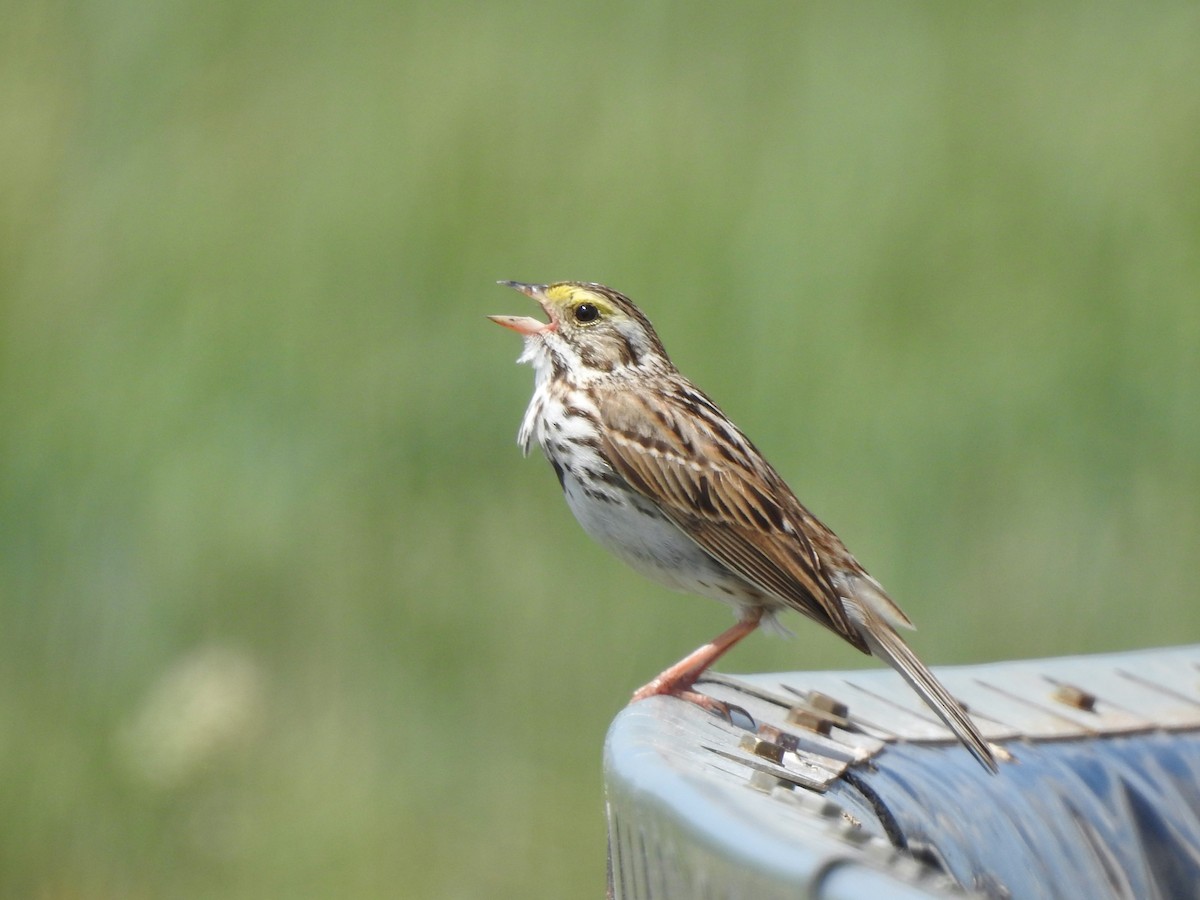 Savannah Sparrow - Barbara Clise