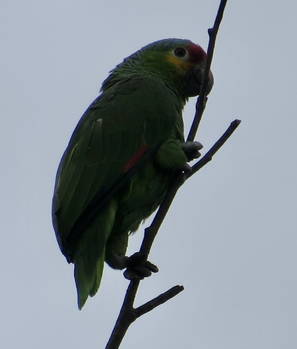 Red-lored Parrot - Thomas Wurster