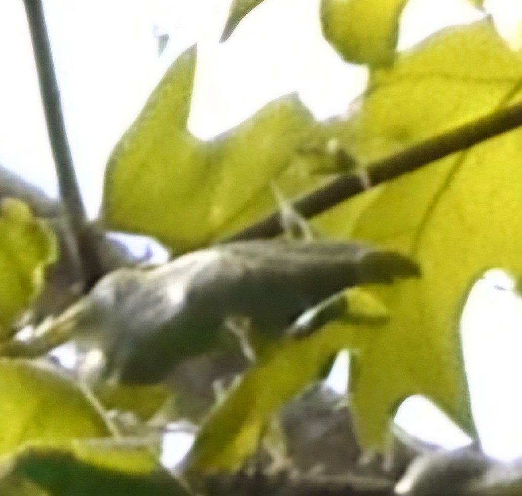 Blue-gray Gnatcatcher - Christoph Benning