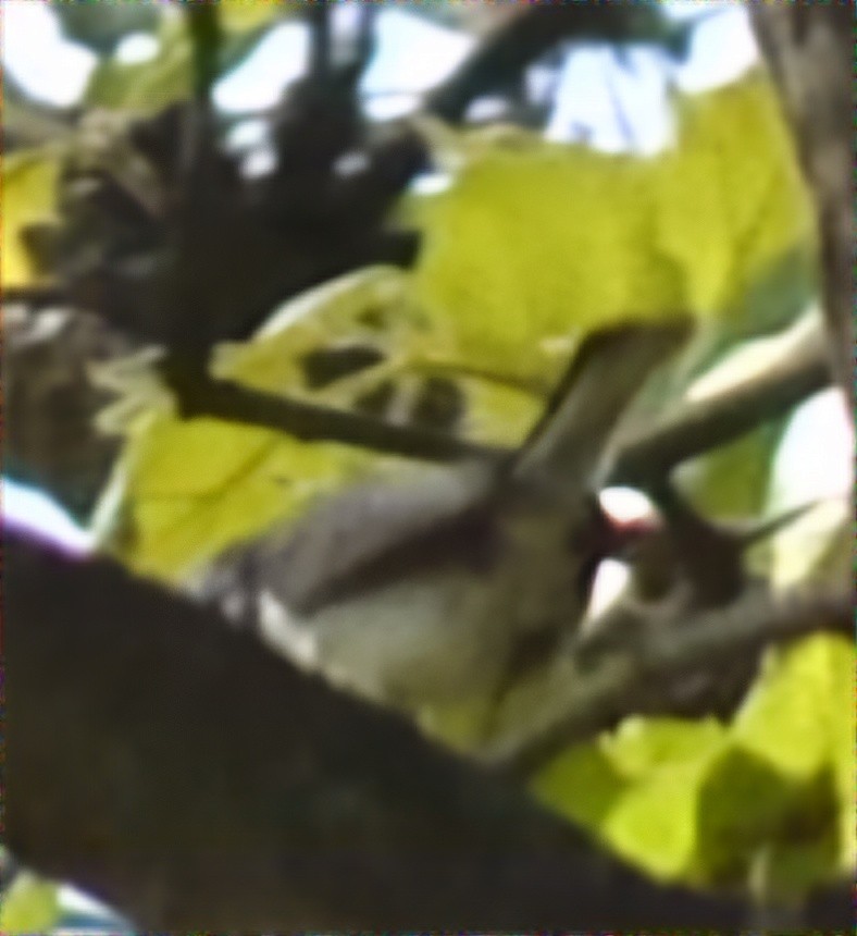 Blue-gray Gnatcatcher - Christoph Benning