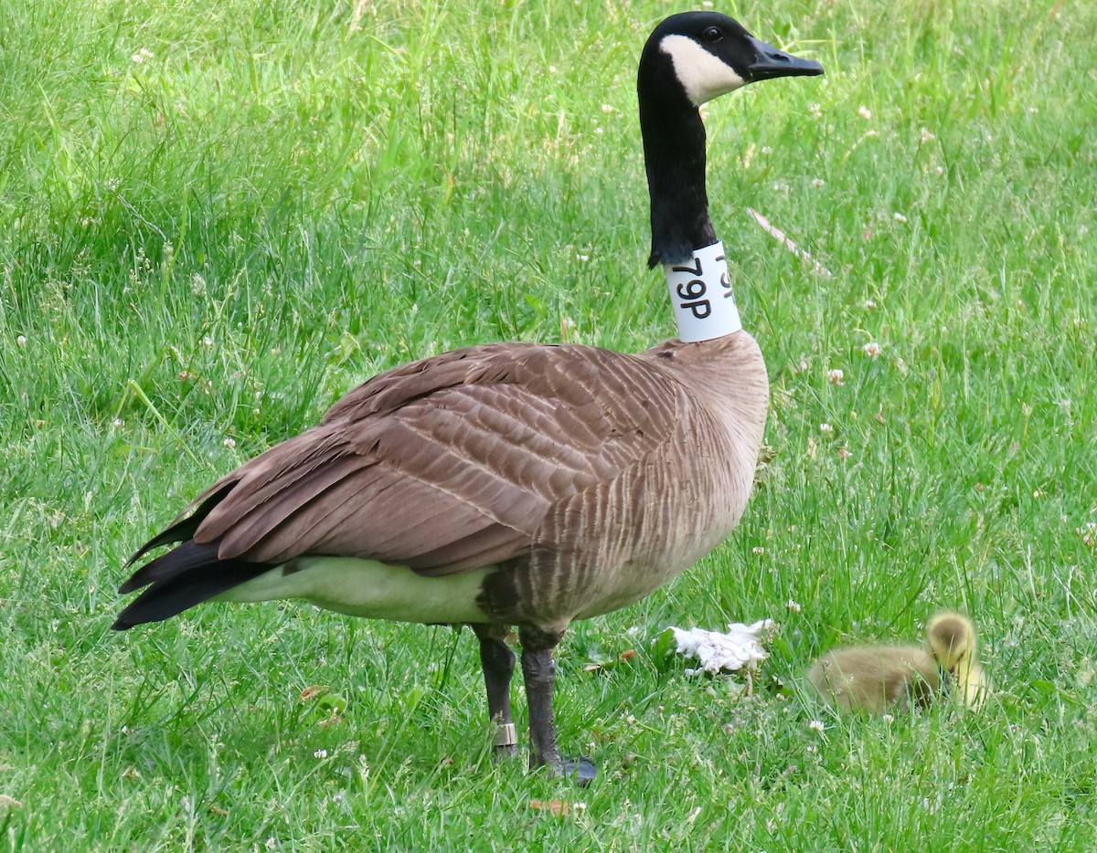 Canada Goose - Randy Shonkwiler