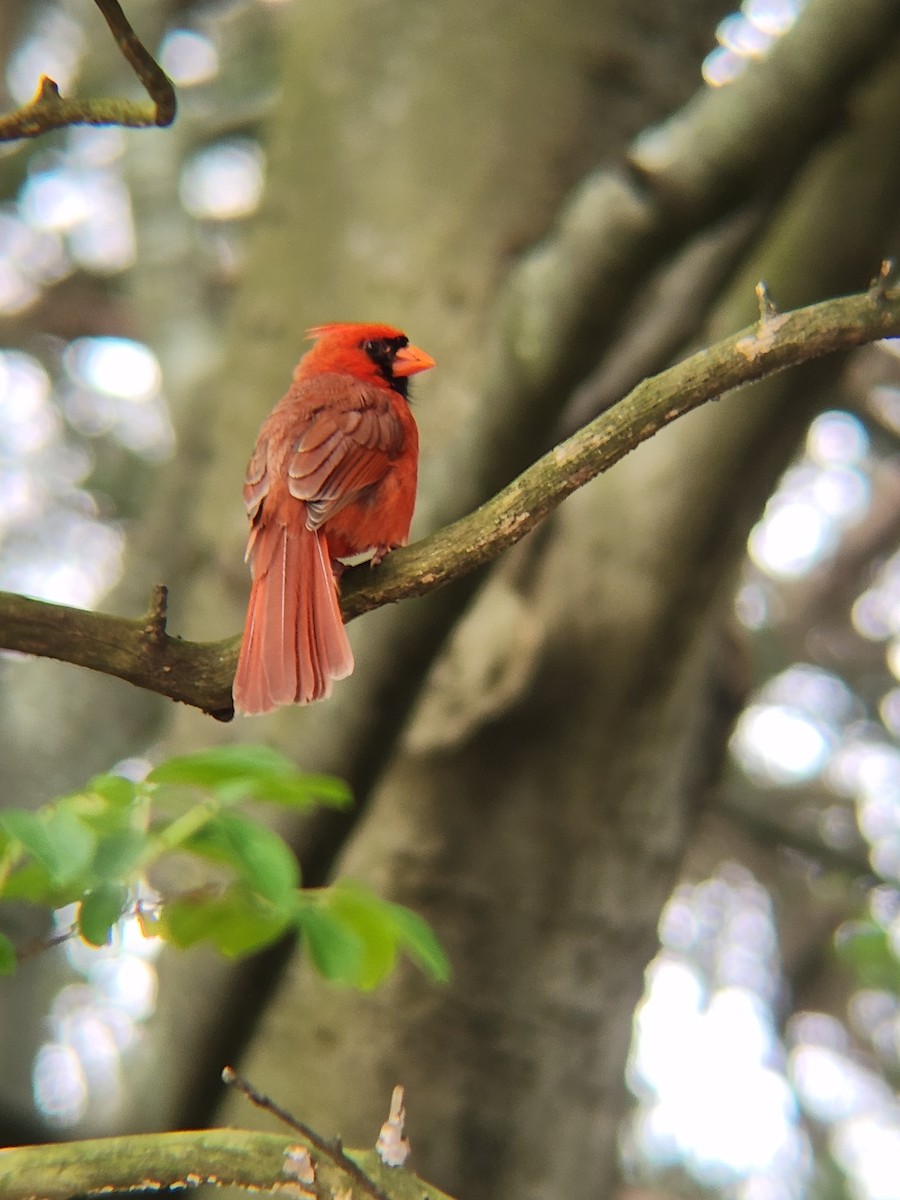 Northern Cardinal - Brandon Reed