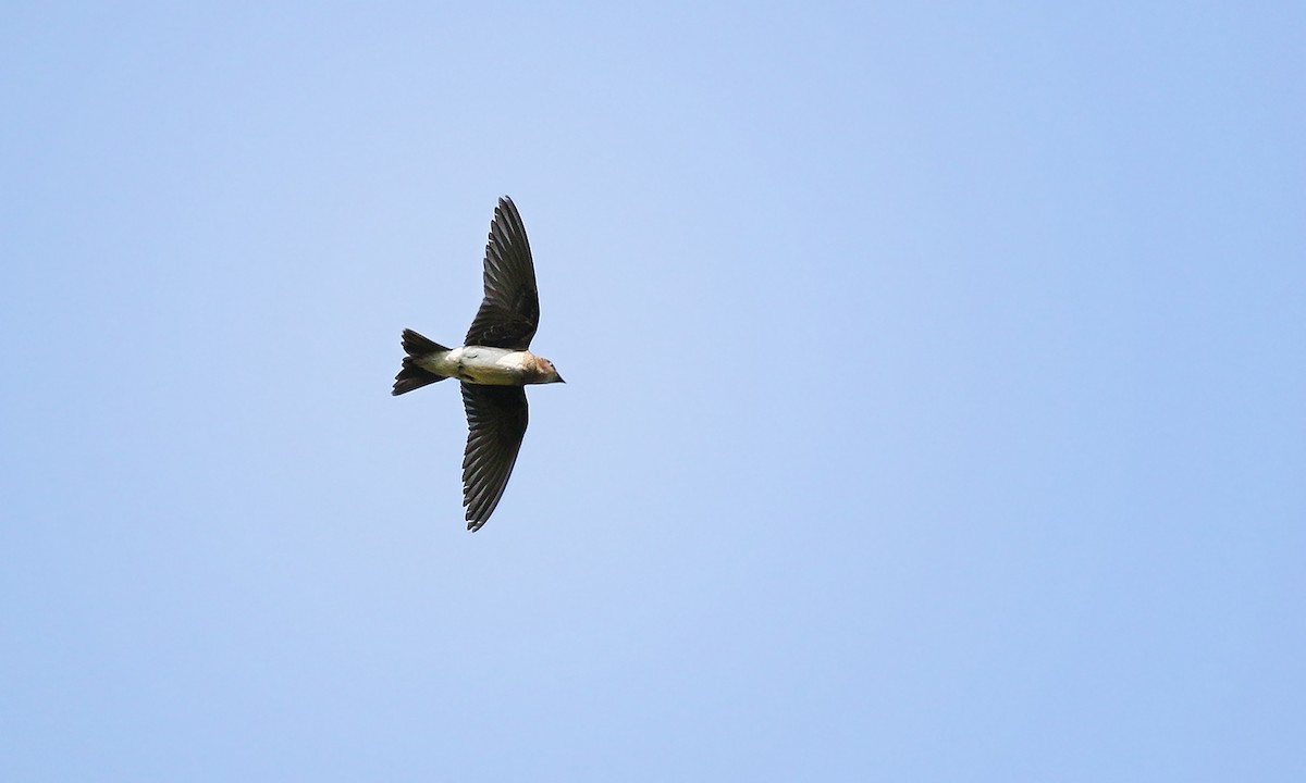 Northern Rough-winged Swallow - Adrián Braidotti