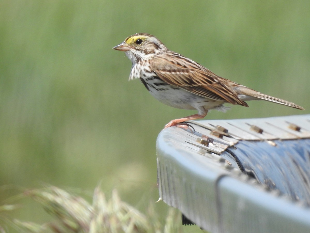 Savannah Sparrow - Barbara Clise