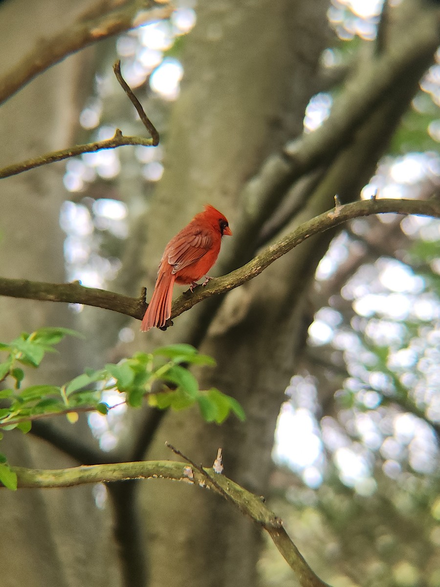 Northern Cardinal - Brandon Reed