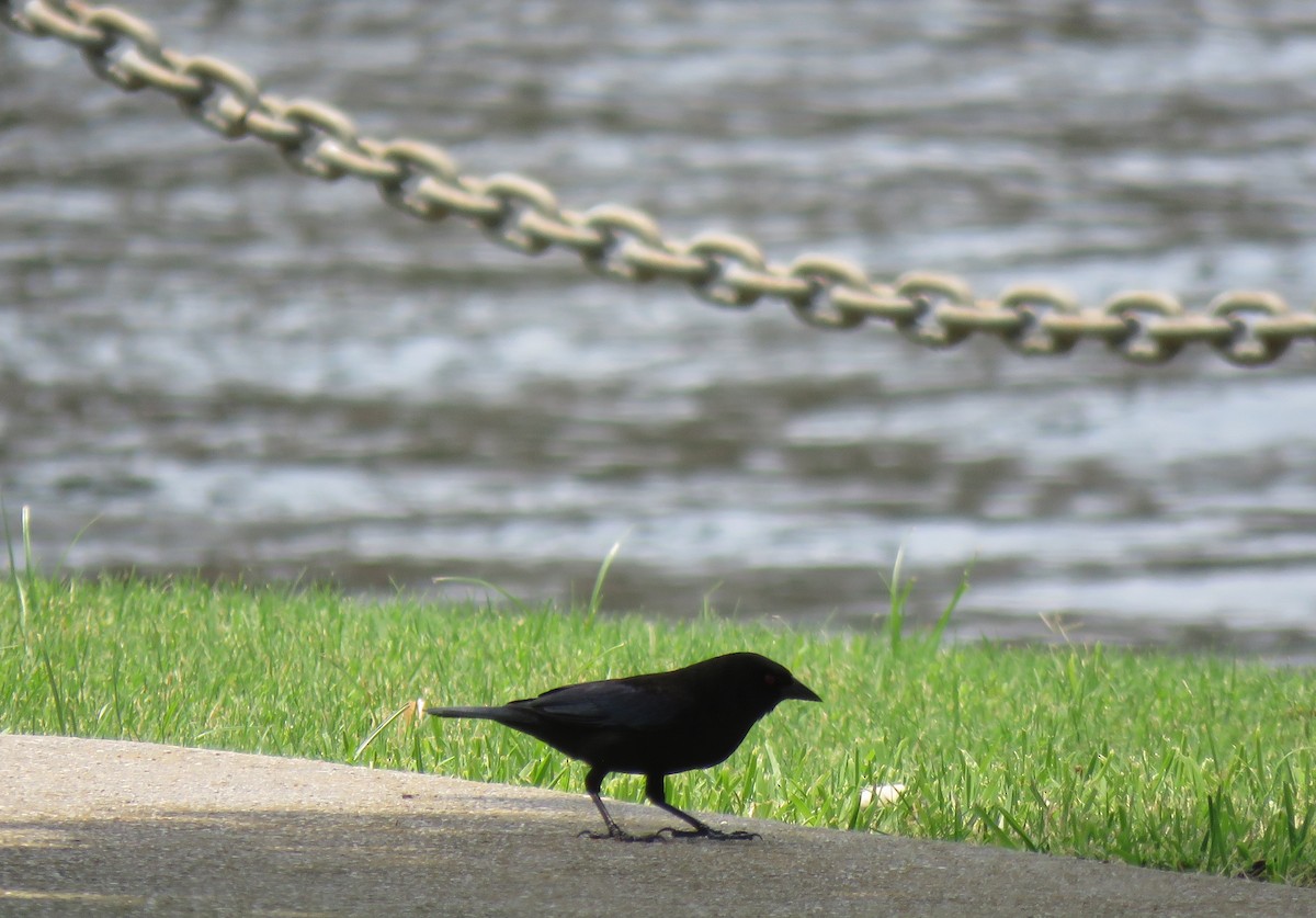 Bronzed Cowbird - Mike Major