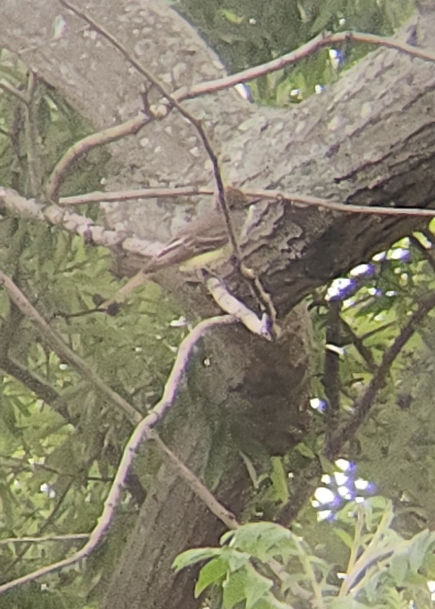 Great Crested Flycatcher - Brandon Reed