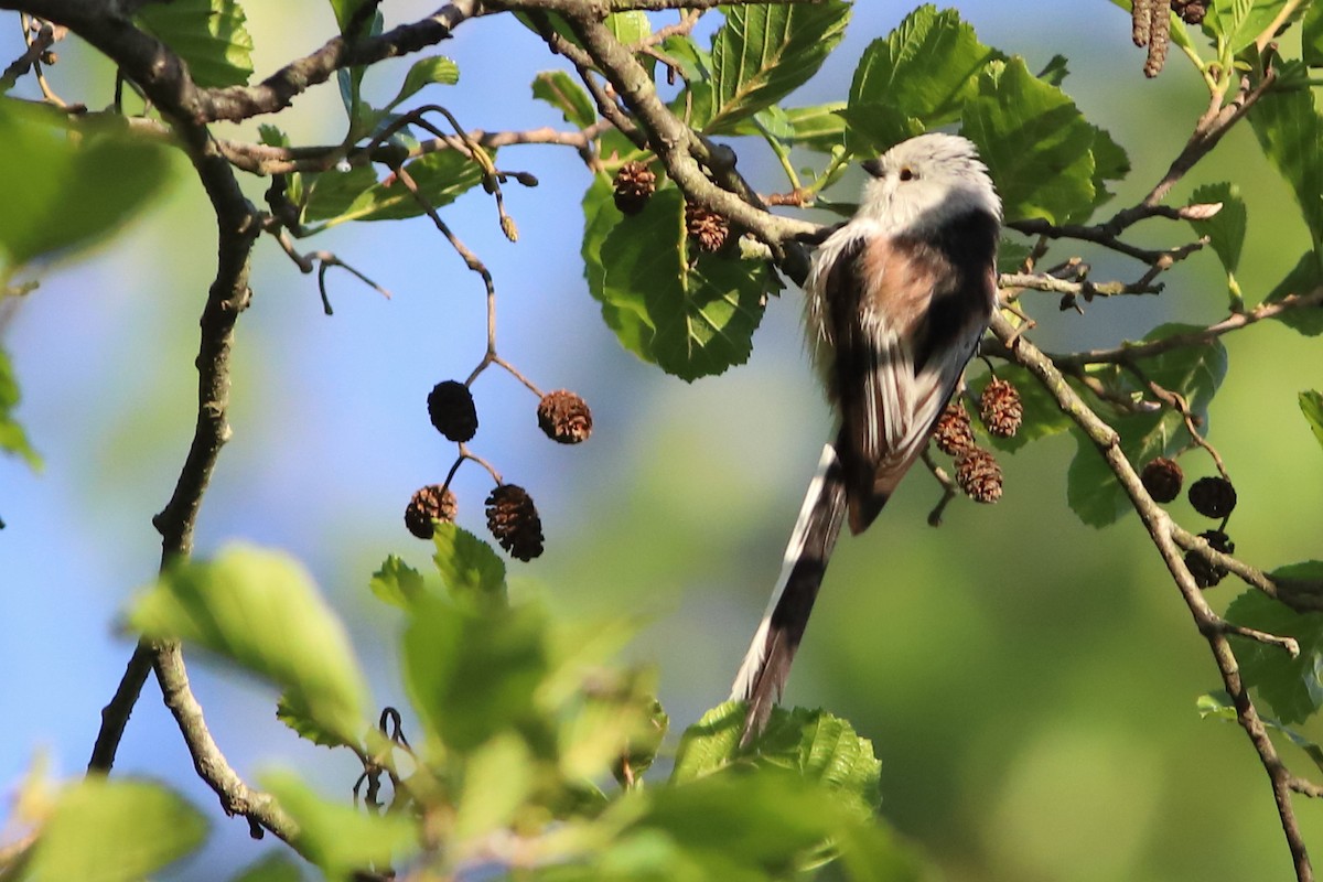 Long-tailed Tit - Lluís Vilamajó