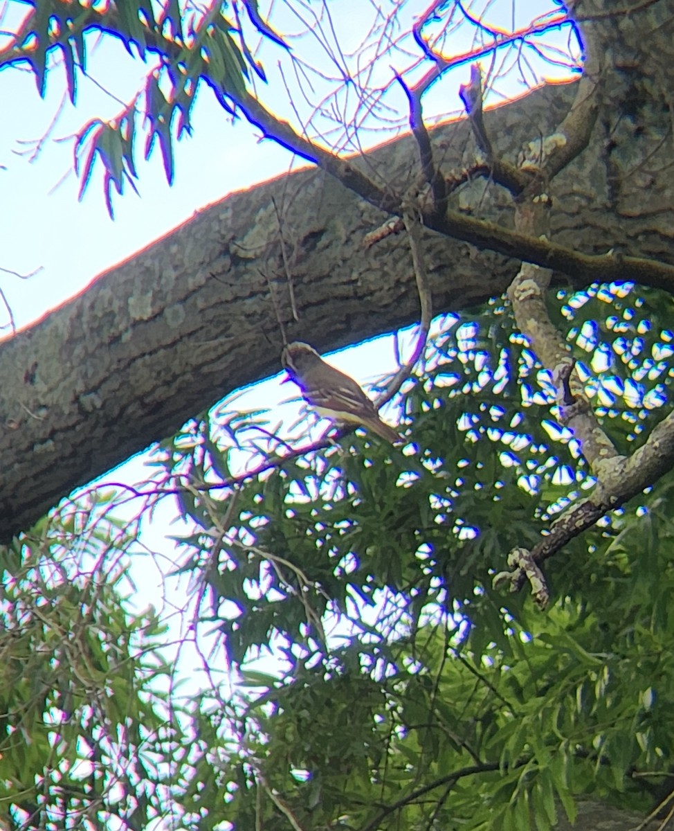 Great Crested Flycatcher - Brandon Reed