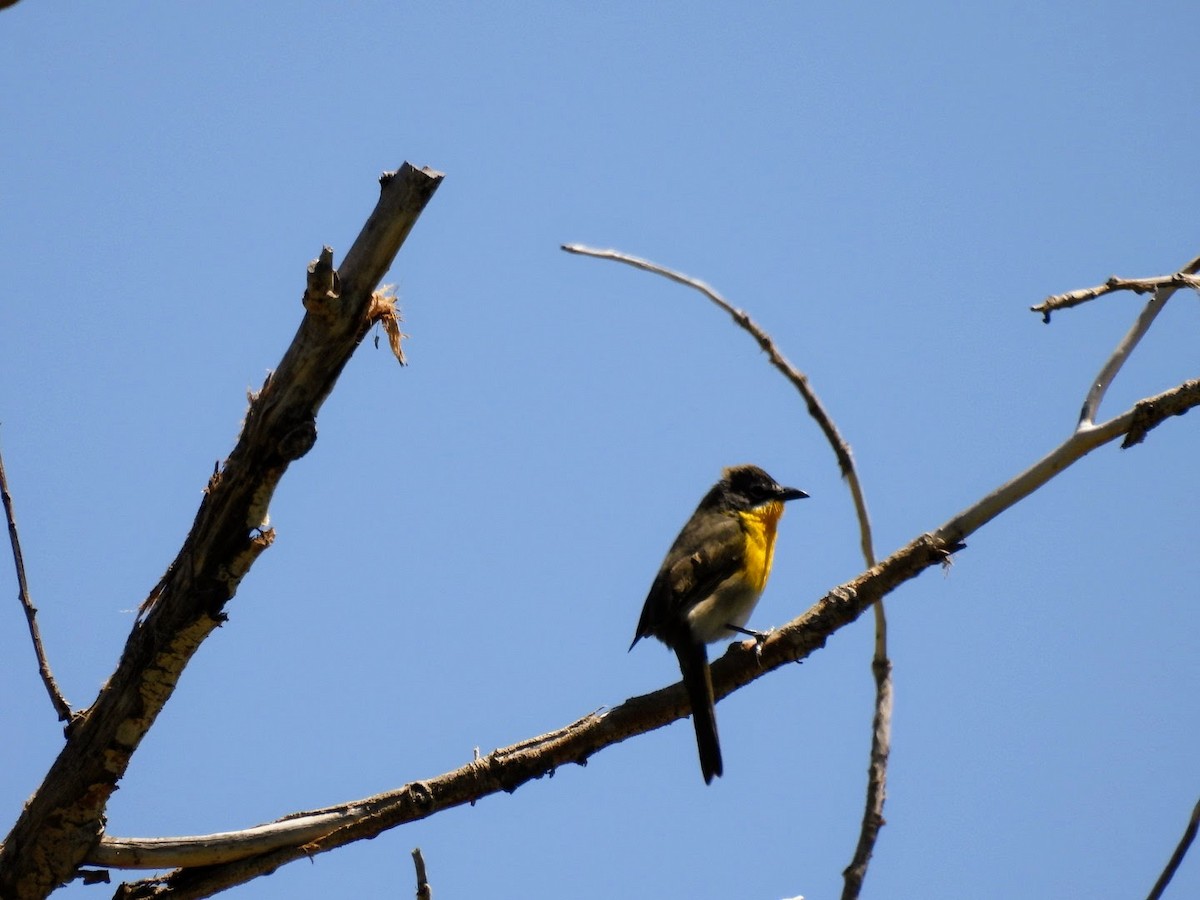 Yellow-breasted Chat - patricia kuzma sell