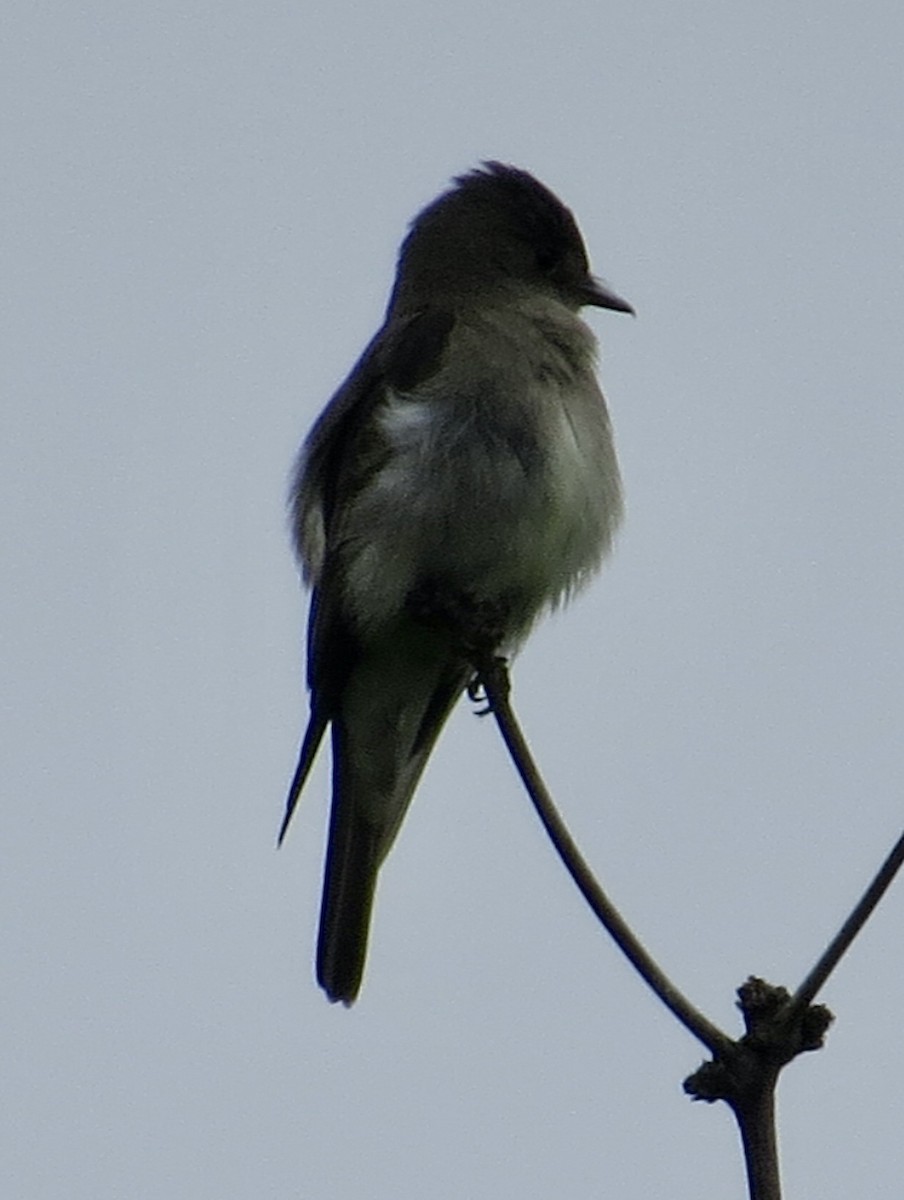 Western Wood-Pewee - Thomas Wurster