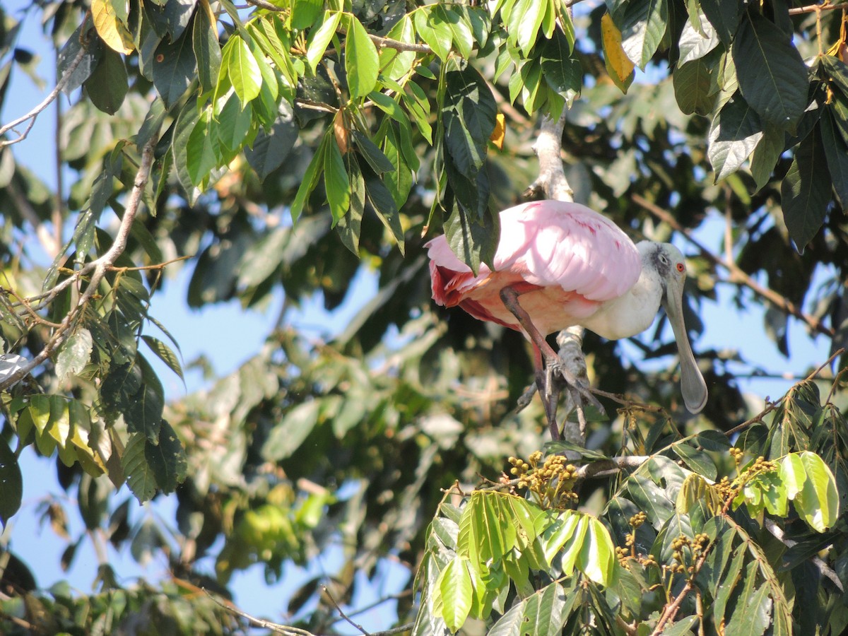 Roseate Spoonbill - Roger Lambert