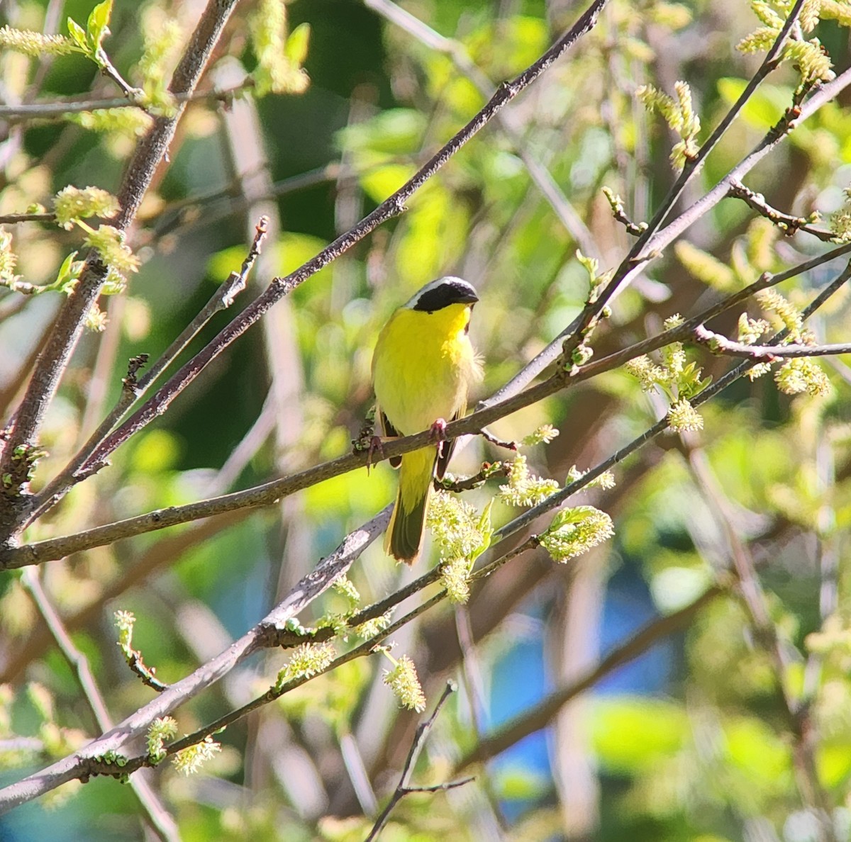 Common Yellowthroat - Brent Derks