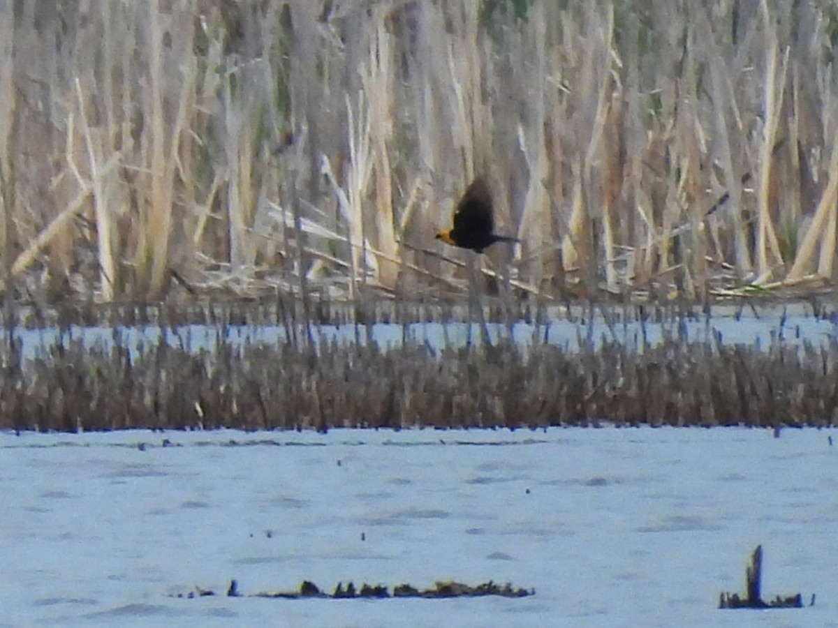 Yellow-headed Blackbird - Sue Ascher