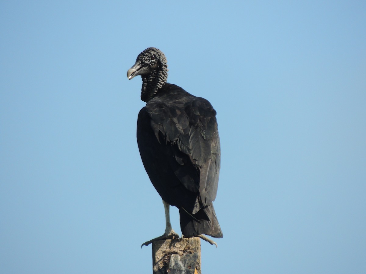 Black Vulture - Roger Lambert