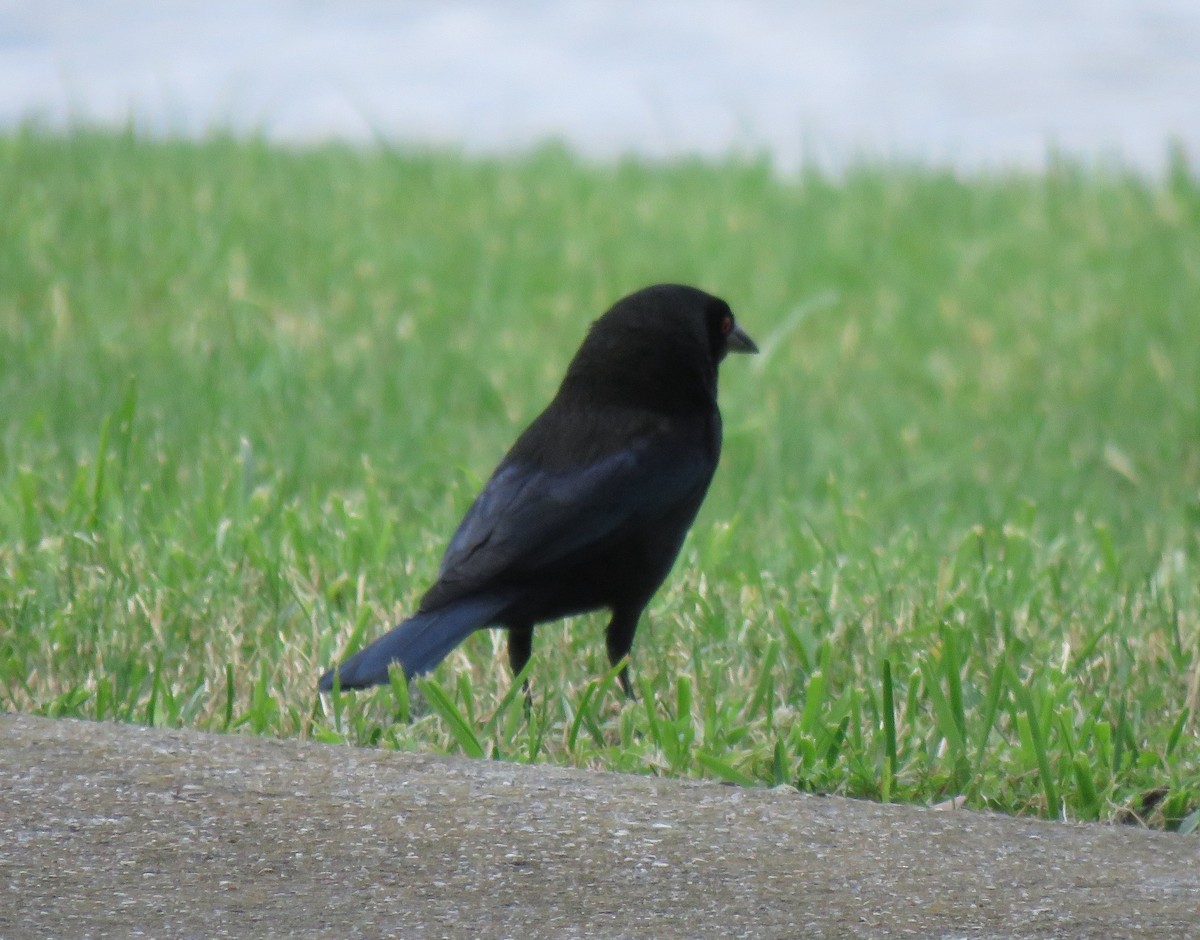 Bronzed Cowbird - Mike Major