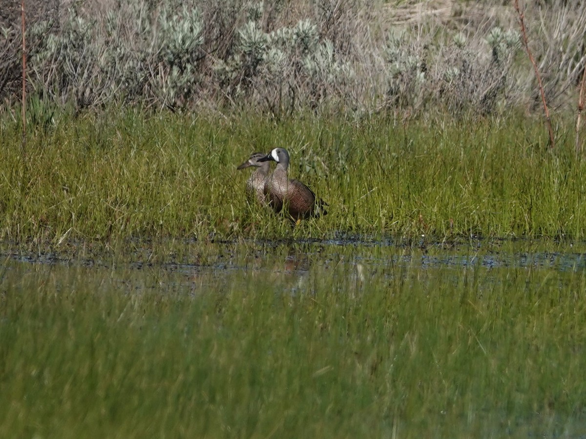 Blue-winged Teal - Danette Henderson