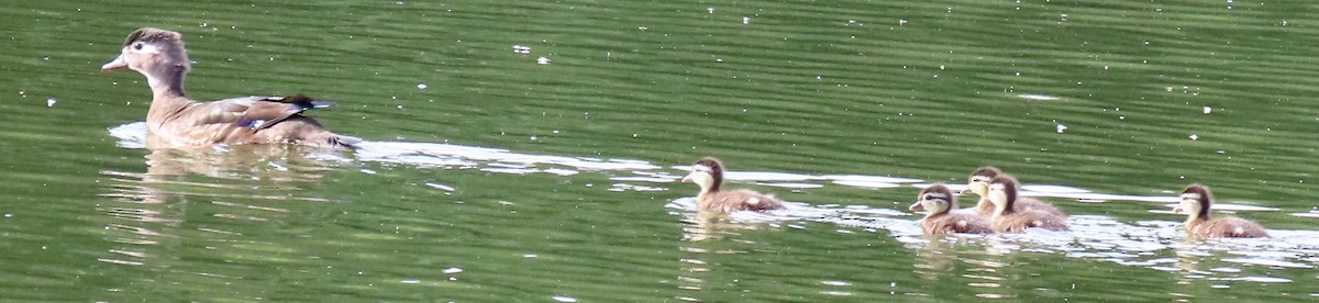 Wood Duck - ML619541020