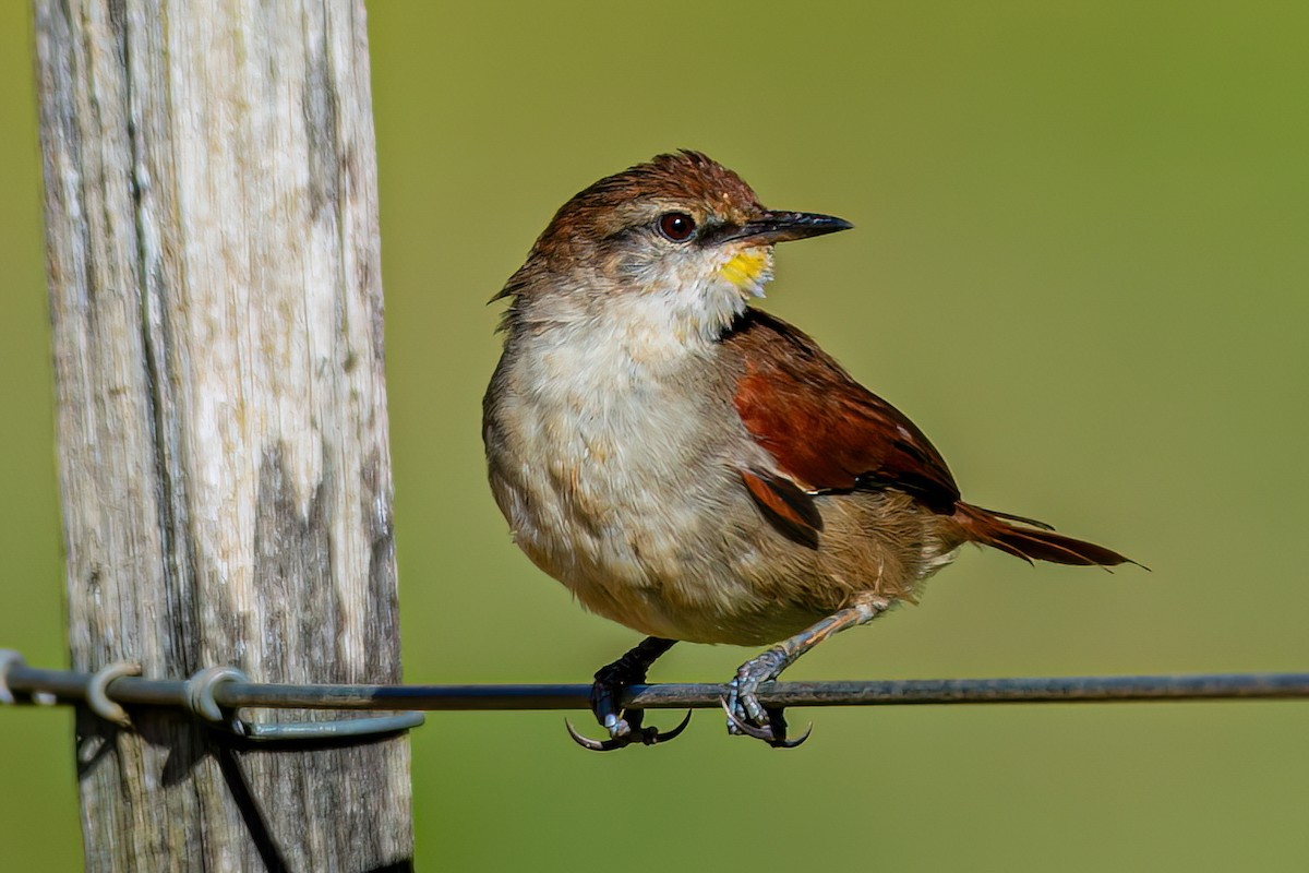 Yellow-chinned Spinetail - Kurt Gaskill