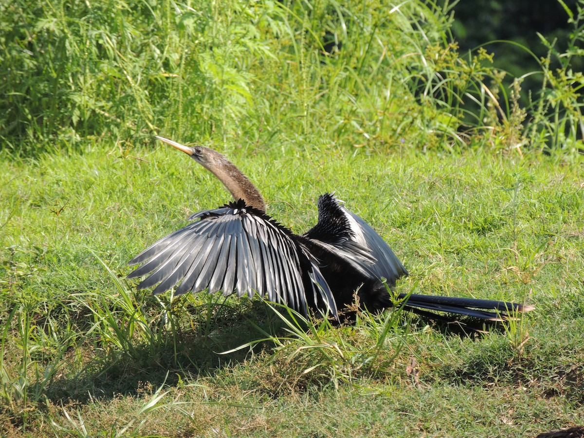 Anhinga - Roger Lambert