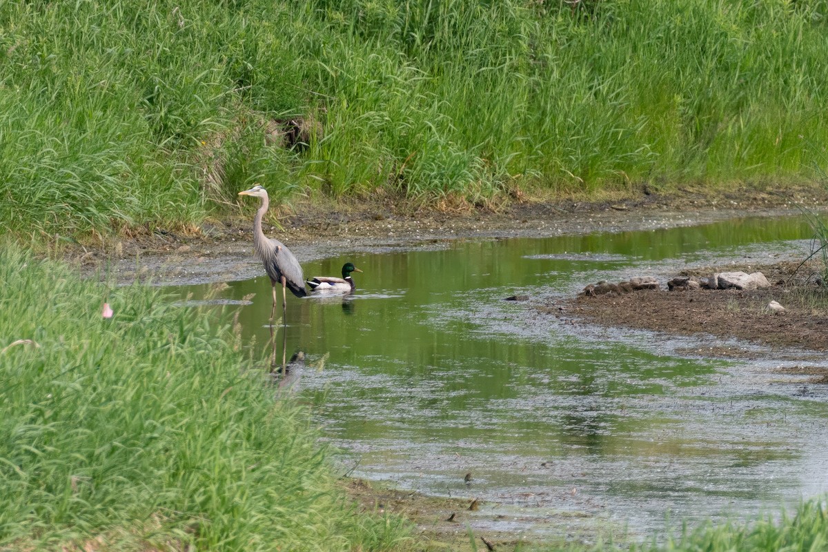 Great Blue Heron - Stephen Barten