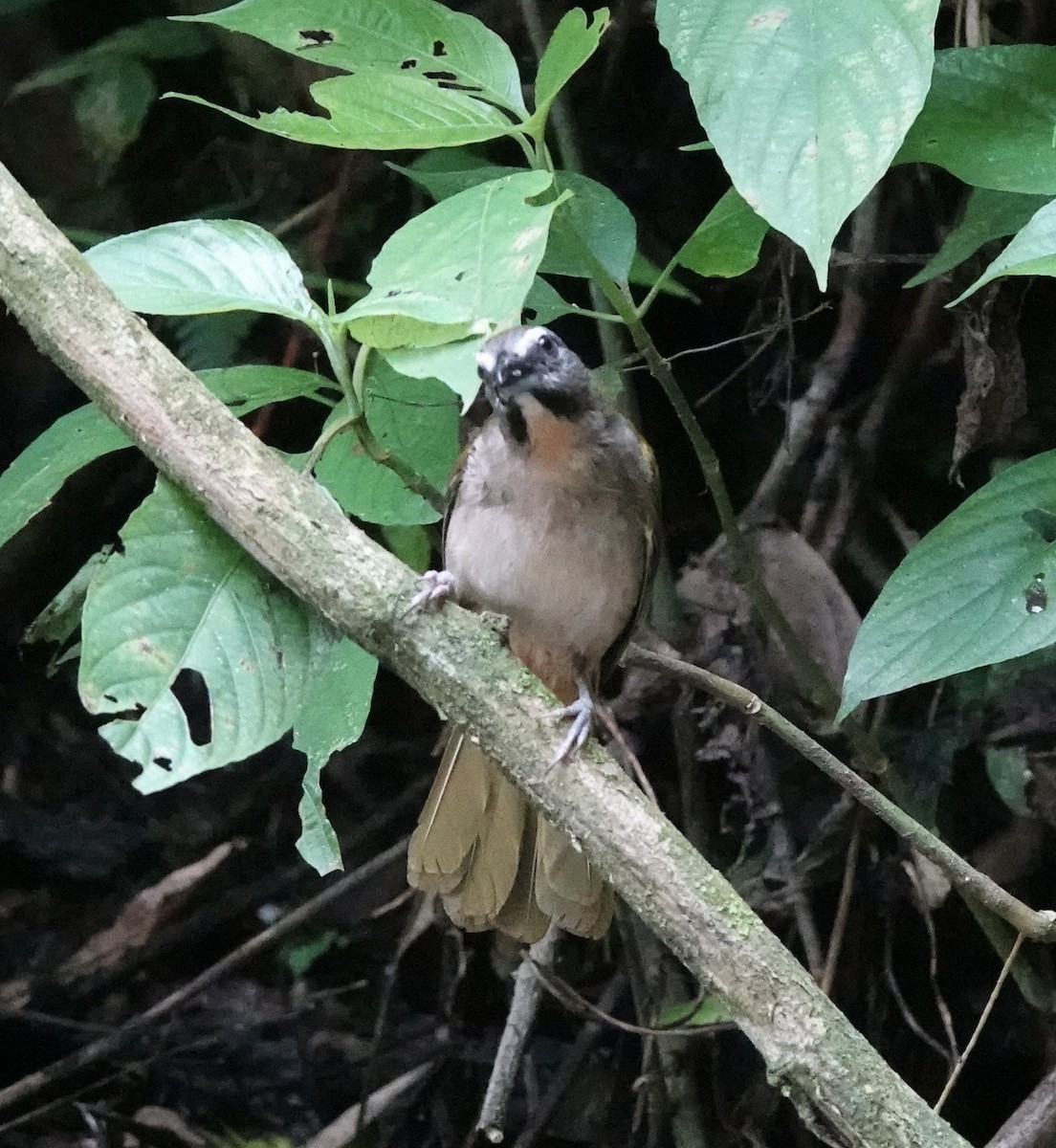 Buff-throated Saltator - deidre asbjorn