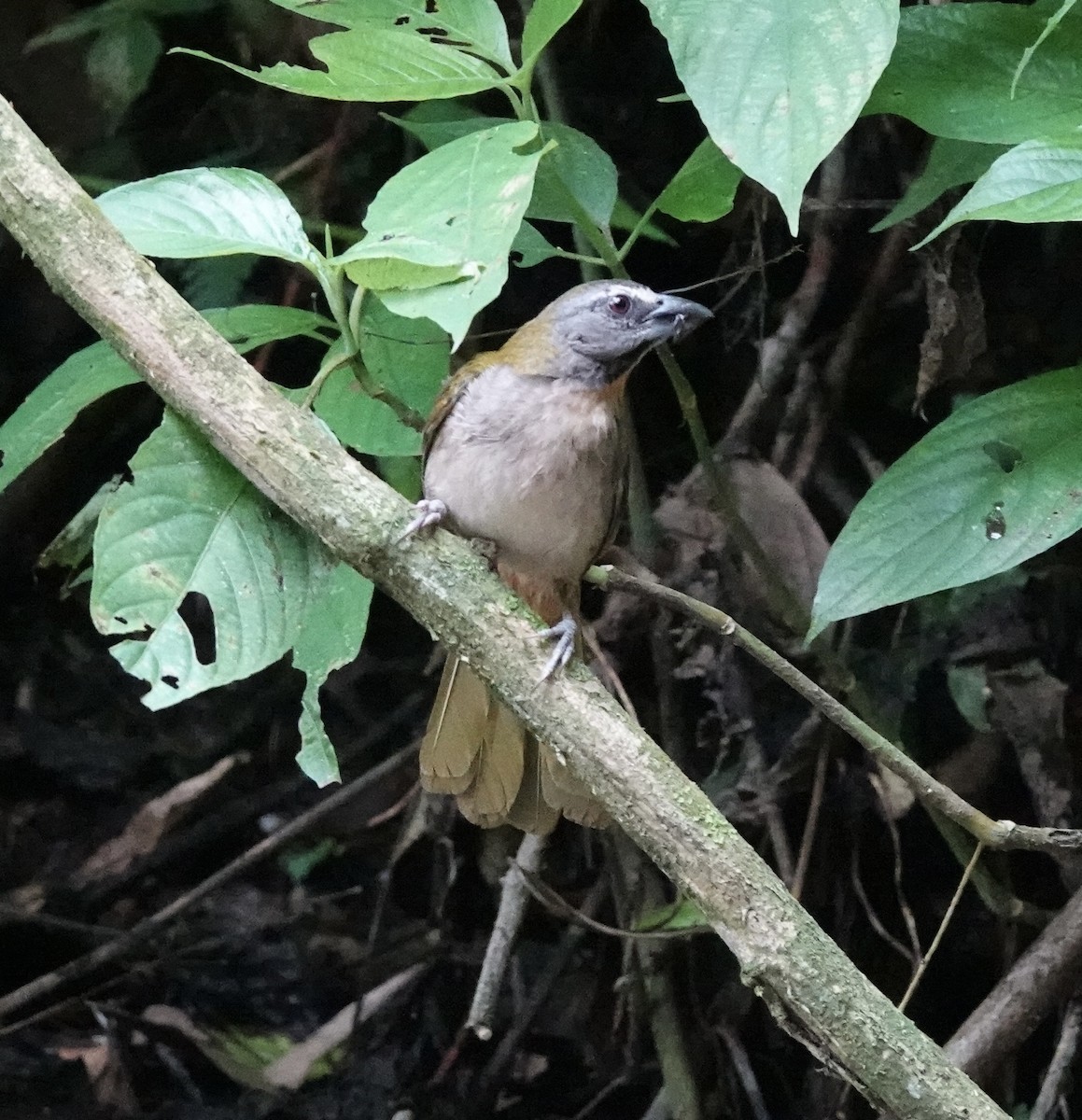 Buff-throated Saltator - deidre asbjorn