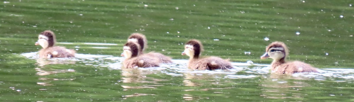 Wood Duck - ML619541036