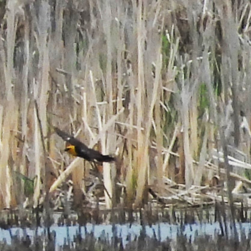 Yellow-headed Blackbird - Sue Ascher