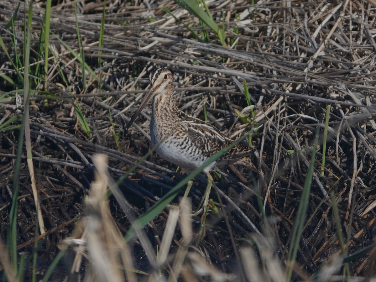 Wilson's Snipe - Danette Henderson