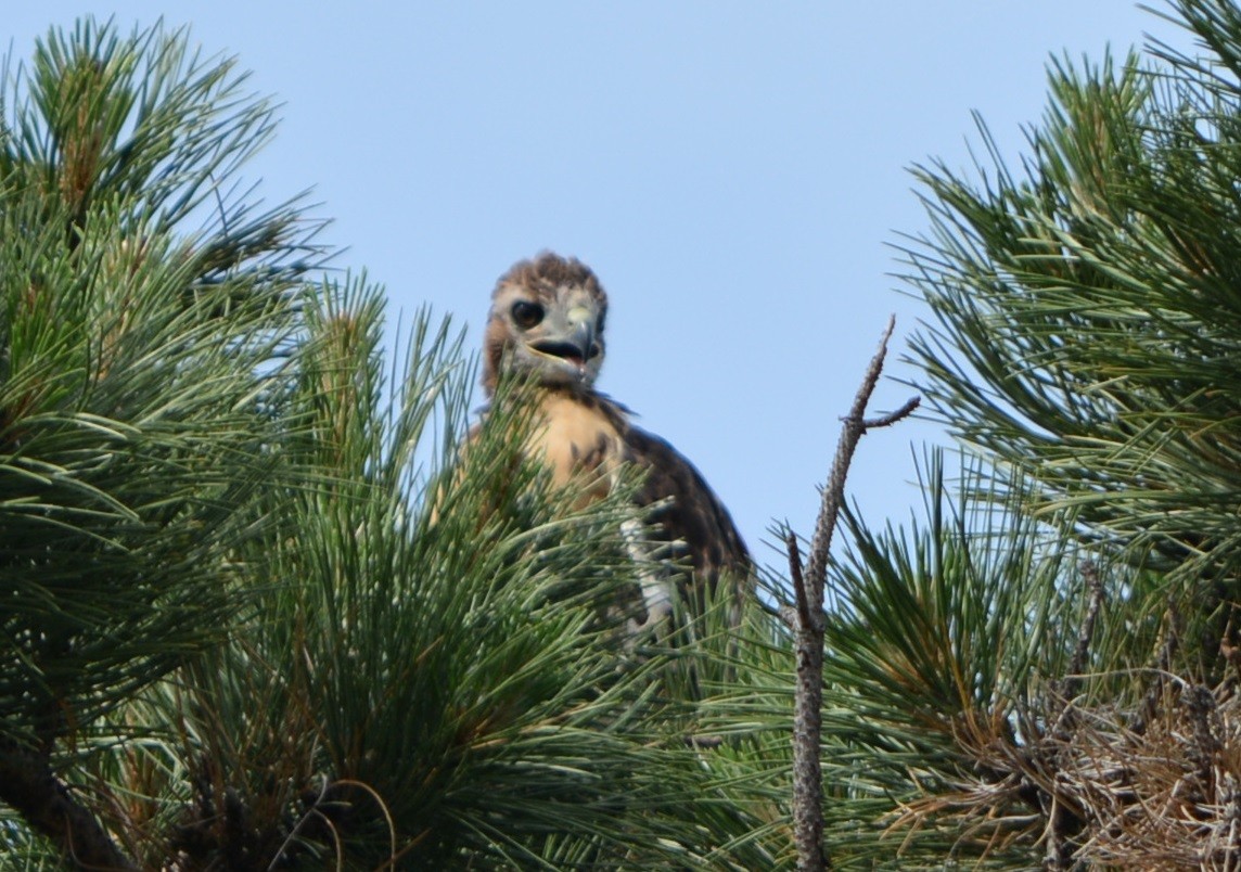 Rotschwanzbussard - ML619541044