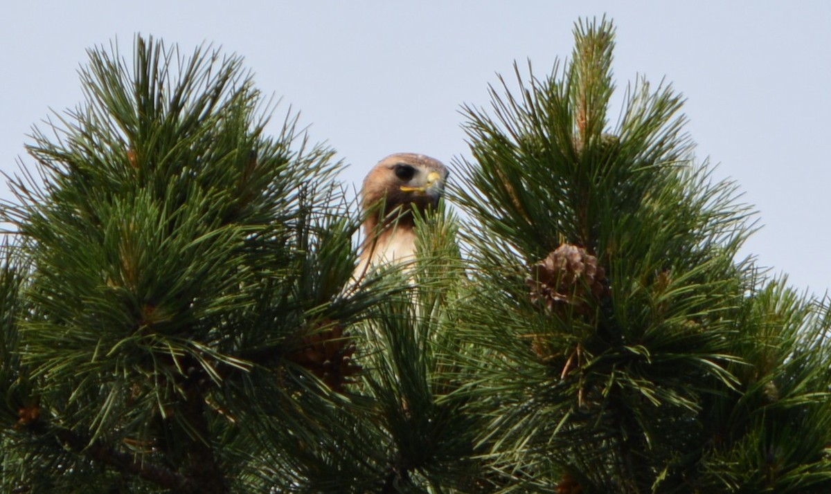 Rotschwanzbussard - ML619541048