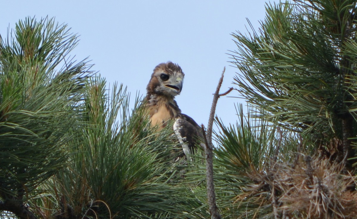 Red-tailed Hawk - Paul Messing