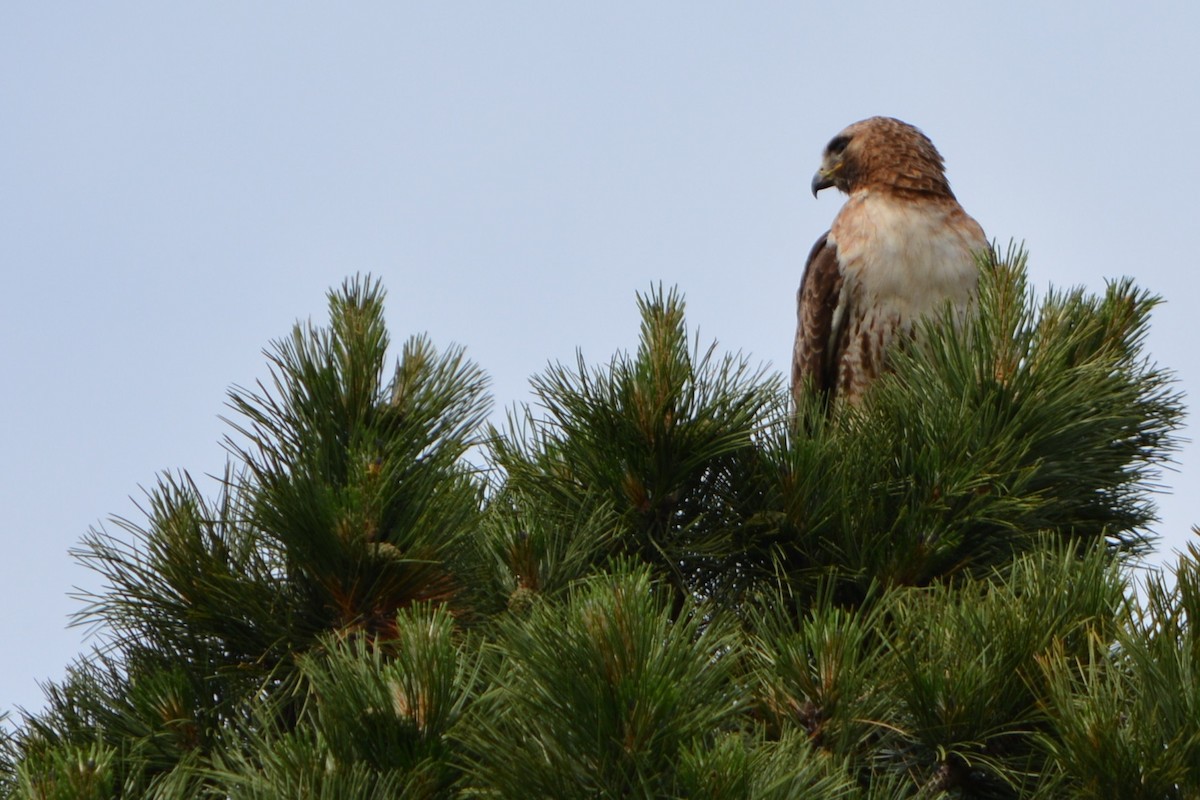 Rotschwanzbussard - ML619541051