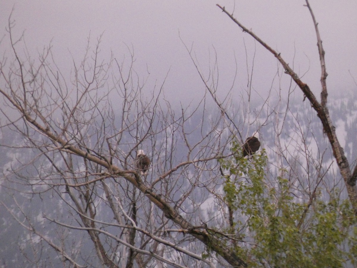 Bald Eagle - Wesley McGee