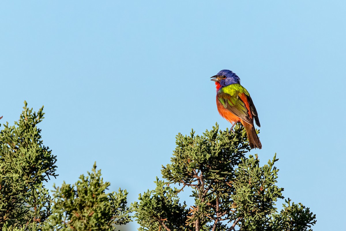 Painted Bunting - Justin Martens