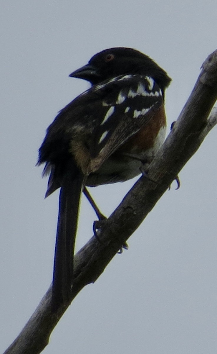 Spotted Towhee - Thomas Wurster