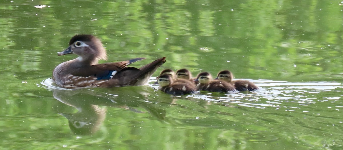 Wood Duck - ML619541059