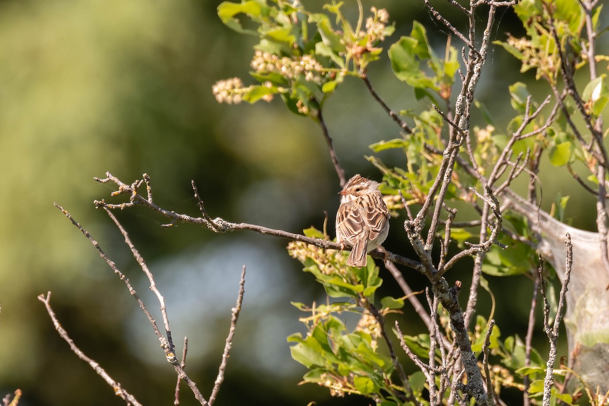 Clay-colored Sparrow - Darryl Ryan