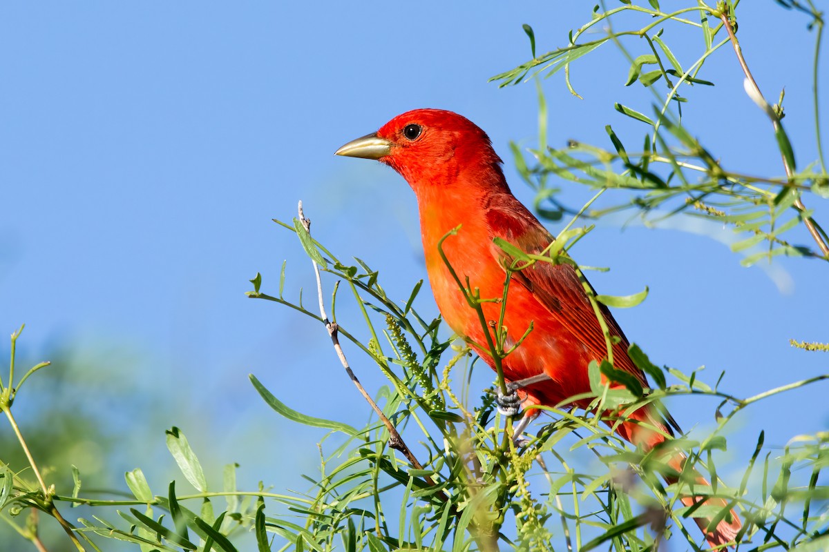 Summer Tanager - Justin Martens