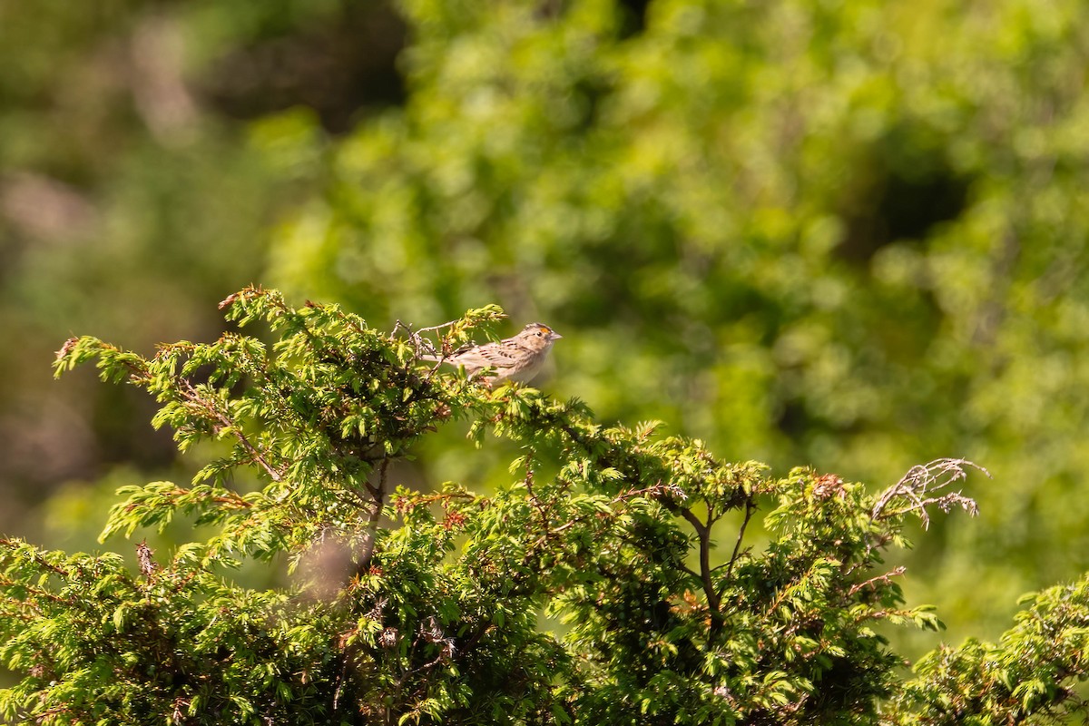 Grasshopper Sparrow - Darryl Ryan