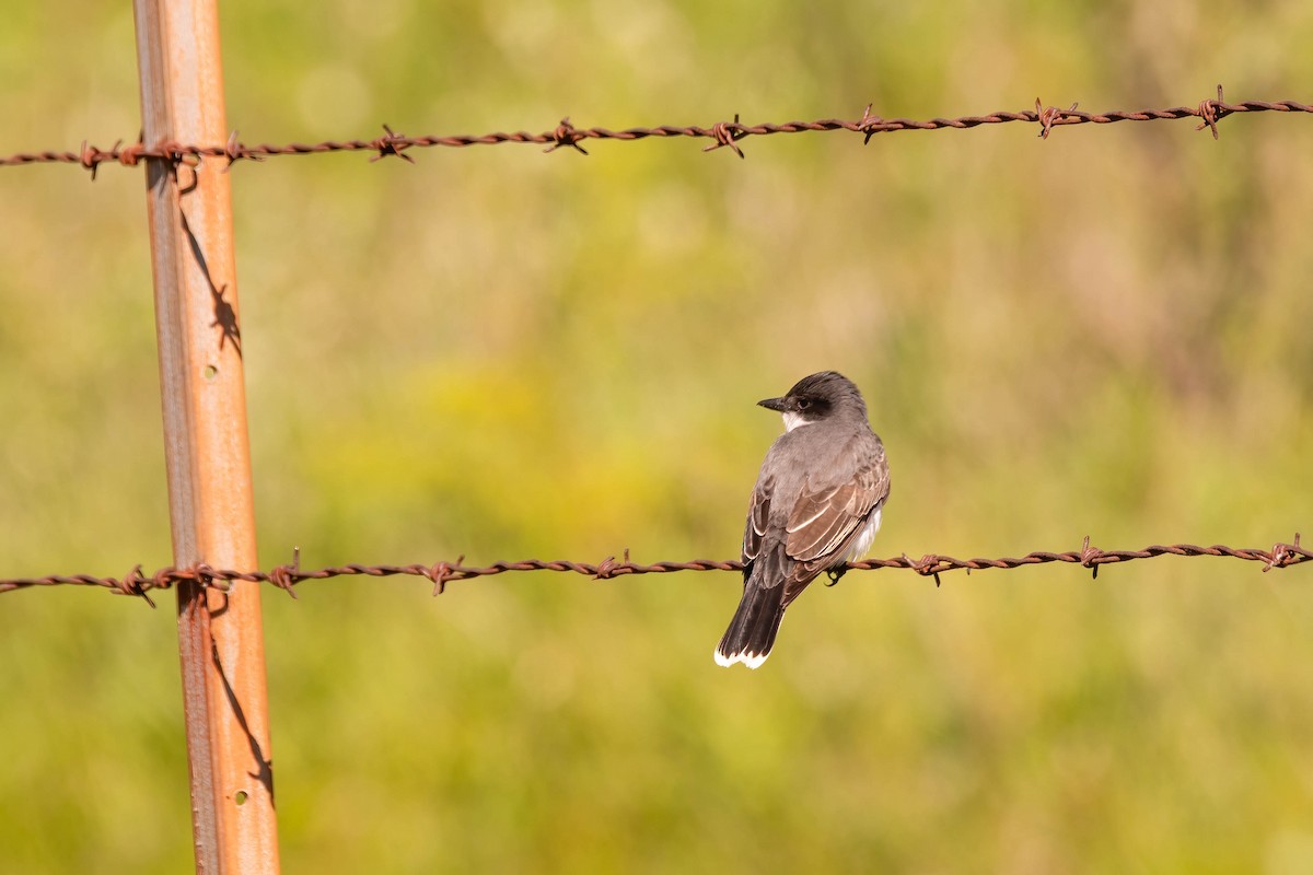 Eastern Kingbird - Darryl Ryan