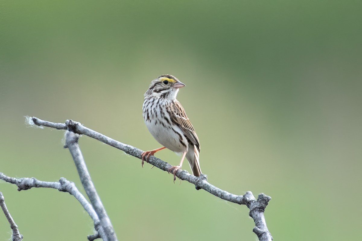 Savannah Sparrow - Stephen Barten