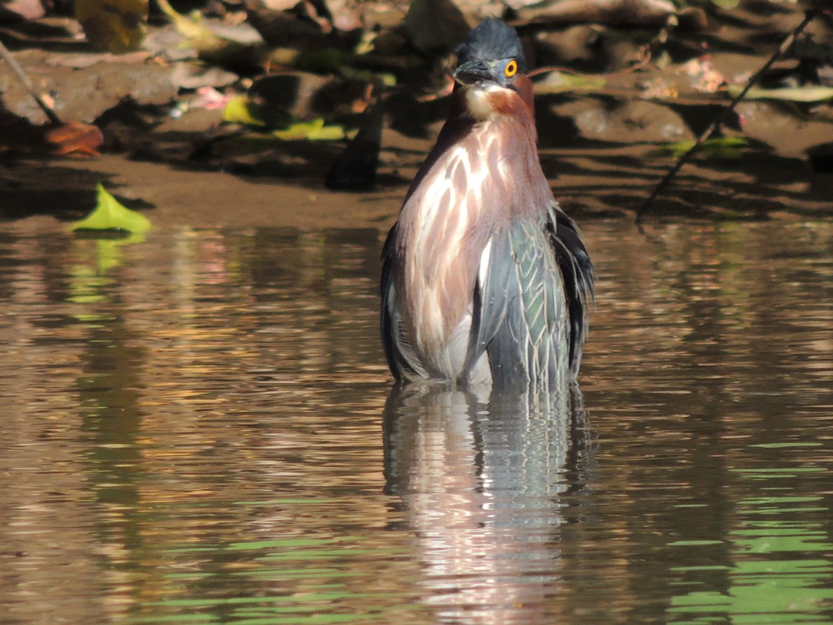 Green Heron - Roger Lambert