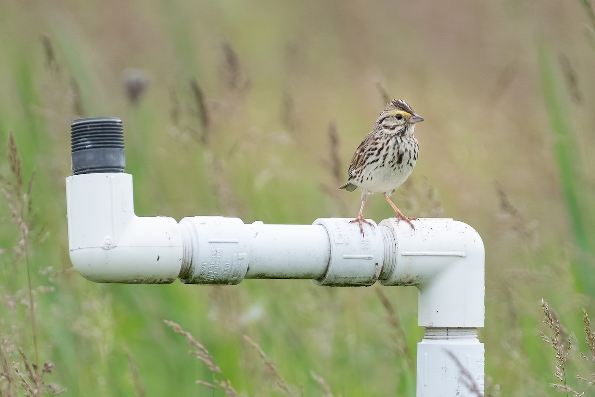 Savannah Sparrow - Stephen Barten